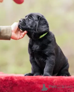 Фото №2 к объявлению №160259 о продаже лабрадор-ретривера - купить в Великобритании частное объявление