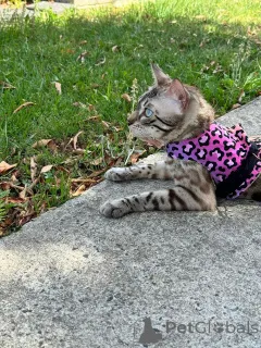 Фото №1. бенгальская - купить в Базель за 69575₽. Объявление №152642