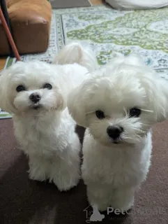 Фото №3. Bezaubernde Malteserwelpen suchen ein Liebevolles Zuhause.  Австрия