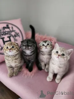 Фото №2 к объявлению №156682 о продаже шотландская вислоухая (скоттиш фолд) - купить в Бельгии 