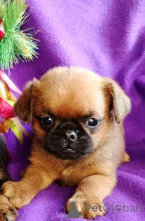 Фото №1. пти-брабансон - купить в Москве реке за 40000₽. Объявление №163431