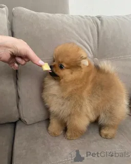 Фото №3. Чистокровные щенки померанского шпица с игривым характером!.  Германия