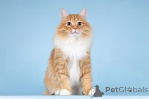 Дополнительные фото: Для рыжего лапочки по имени Пушкин ищем самые добрые руки.