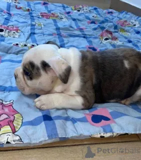 Дополнительные фото: Продаются красивые щенки английского бульдога.