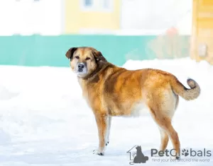 Фото №4. Продажа беспородную в Москва частное объявление - цена Бесплатно