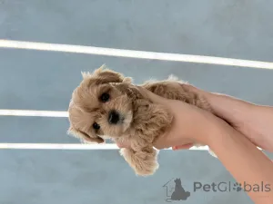 Дополнительные фото: Мальтипу мини