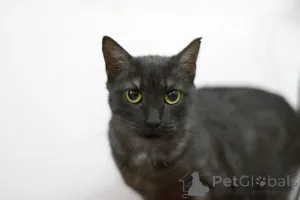 Дополнительные фото: Афина кошка редкой красоты, словно сотканная из ночи и серебра.