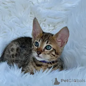 Фото №3. Саванна котята. Венгрия