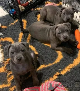 Фото №4. Продажа стаффордширского бультерьера в Аренсбург частное объявление, заводчик - цена договорная