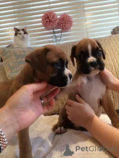 Фото №1. немецкий боксёр - купить в Берген за договорная. Объявление №47613