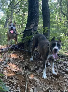 Фото №3. Один шанс схватить домашних животных своей мечты (американские собаки мастиф).  Беларусь