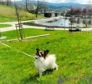 Дополнительные фото: Папийон, Papillon