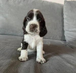 Фото №3. Уроженец английского кокер-спаниеля до воспитания..  Польша