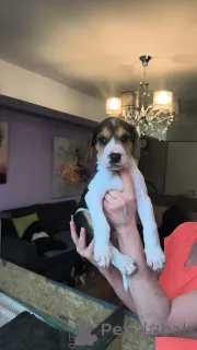 Фото №2 к объявлению №166244 о продаже русскую гончую - купить в Германии частное объявление