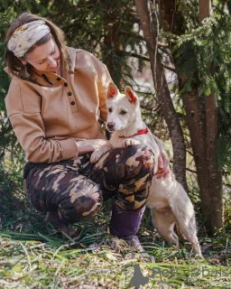 Фото №3. Бесподобный домашний щенок Пилот ищет дом.  Россия