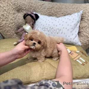 Фото №2 к объявлению №167645 о продаже пуделя (той) - купить в Германии частное объявление, из приюта