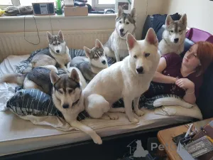 Дополнительные фото: Щенки сибирского хаски