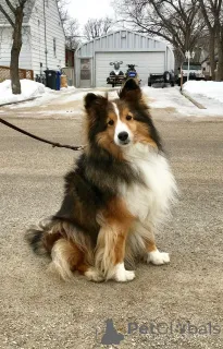 Фото №1. шелти - купить в Айзлинген за 46384₽. Объявление №157798