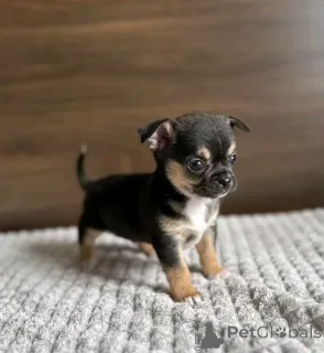 Дополнительные фото: Teacup Chihuahua Puppy для усыновления