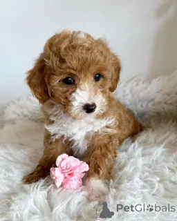 Фото №1. пудель (той) - купить в Tübingen за договорная. Объявление №140719