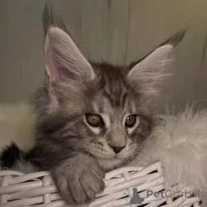 Дополнительные фото: Мейн-кун