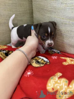 Фото №1. джек-рассел-терьер - купить в Джоенсуу за договорная. Объявление №162117