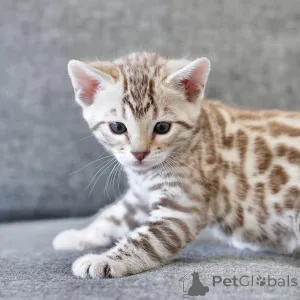 Фото №3. Познакомьтесь с Лео, золотым мальчиком с диким сердцем и нежной душой.. Германия