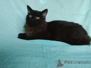 Дополнительные фото: Ищет дом замечательный котик Бруно!