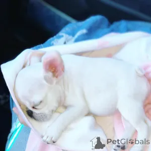 Фото №3. Встречайте наших очаровательных щенков французского бульдога! - *Игривые и.  Украина