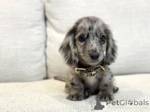 Фото №3. Милое, приятное и полное любви сердце Луны сияет так же ярко, как и ее имя..  Германия