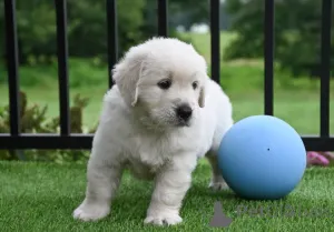 Фото №3. Хиотский золотистый ретривер в продаже.  Франция