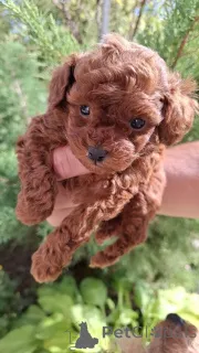 Дополнительные фото: Красный игрушечный пудель с чашкой