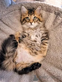 Фото №3. Котенок Мэн Кун для усыновления. Германия