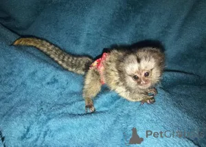 Фото №2 к объявлению №161694 о продаже  - купить в Чехии 