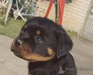 Дополнительные фото: Rottweiler красивые щенки