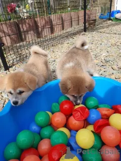 Фото №1. акита-ину - купить в Турку за 27830₽. Объявление №167372