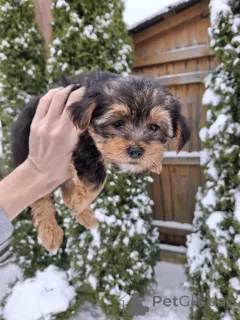 Дополнительные фото: Щенки Йоркширского Терьера