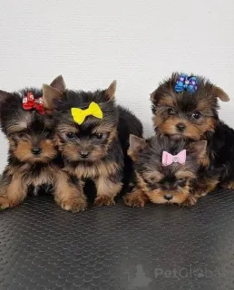 Фото №3. Наши супер милые щенки йорков, как кобели, так и суки, очень умные,.  Финляндия