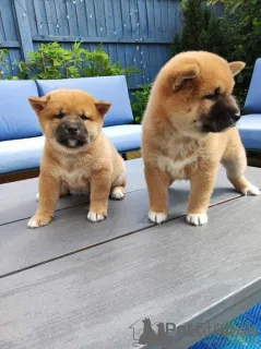 Фото №1. сиба-ину - купить в Варшаве за договорная. Объявление №162444