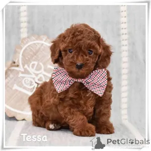 Фото №1. пудель (карликовый) - купить в Мейнц за договорная. Объявление №164343