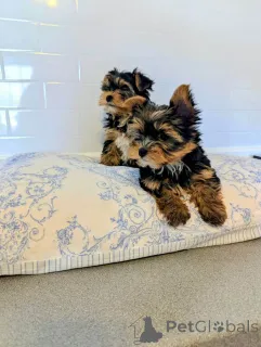 Фото №3. Our lovely girl have 4 beautiful Yorkshire Terrier puppies available ( 1 girl.  Нидерланды