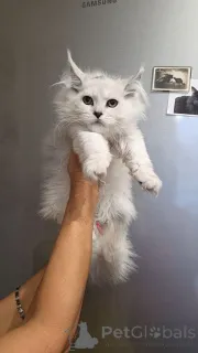 Фото №4. Продам мейн-куна в Эелс заводчик - цена договорная