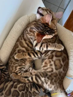 Фото №3. Тилльганлига Бенгальский каттунгар Тилль Салу.  Германия