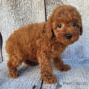 Фото №2 к объявлению №163914 о продаже пуделя (той) - купить в Великобритании частное объявление