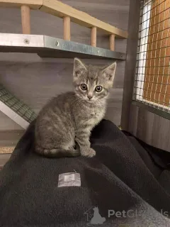 Фото №3. Европейская короткошерстная. Швеция