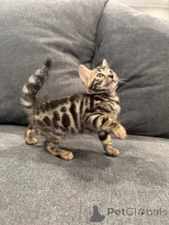 Фото №2 к объявлению №152751 о продаже бенгальская - купить в Швейцарии частное объявление