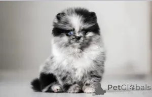 Фото №1.  - купить в Огайо за договорная. Объявление №162954