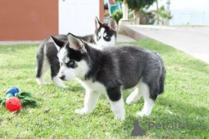 Фото №3. Blauäugige Siberian Husky Welpen suchen ein neues Zuhause.  Германия