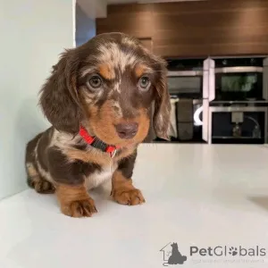 Фото №4. Продажа таксу в Берлине заводчик - цена 46384₽