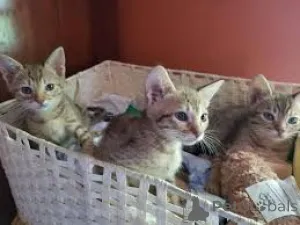 Фото №1. оцикет - купить в Вспоминание за 46384₽. Объявление №166953